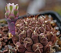 Gymnocalycium lumbrerasense FR962