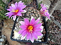 Mammilaria schumanii