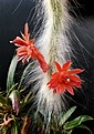 H.colademononis