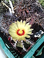 Astrophytum capricornis ssp. senile