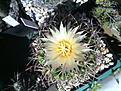 Coryphantha elephantioides ssp. bumamma