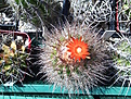 Parodia maassii