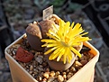 Lithops bromfieldii C 041