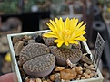 Lithops hookeri v.dabneri C 301