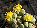 Lithops bromfieldii v.insularis cv.Sulphurea