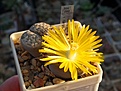 Lithops hookeri v.marginata