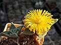 Faucaria tigrina