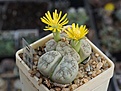 Lithops werneri С 188