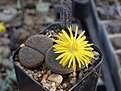 Lithops hookeri v.subfenestrata C 021