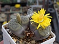 Lithops salicola C 034