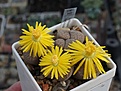 Lithops fulviceps C 220