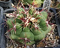 Thelocactus heterochromus ex P.Pavlicek