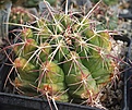 Thelocactus heterochromus SB1151