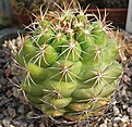 Thelocactus heterochromus SB1920