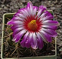 Thelocactus heterochromus SB1920