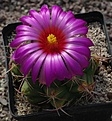 Thelocactus heterochromus SB1151