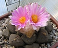 Ariocarpus_fissuratus_ lloydii_RS392_14y