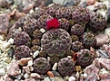 Sulcorebutia rauschii HS121