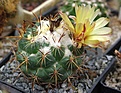 Coryphantha sp Gyanojuate