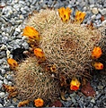 Sulcorebutia menesesii