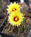 Astrophytum senile L1461