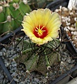 Astrophytum senile 'ferox'