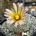 Astrophytum asterias superkabuto