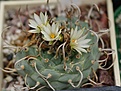 Turbinicarpus sp TU116