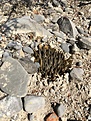 A.trigonus v.elongatus