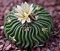 Echinofossulocactus phyllacanthus v tricuspidatus