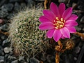 Rebutia senilis lilacinorosea