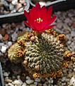 Sulcorebutia lepida WK708