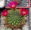 Sulcorebutia purpurea