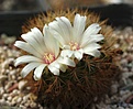 Sulcorebutia vizcarrae albiflora HS44A