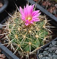 Coryphantha magentae