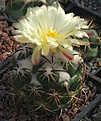 Coryphantha tripugianacantha L1464