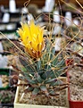 Leuchtenbergia principis Parras, Coah