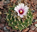 Turbinicarpus	sp Santa Rita