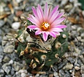 Turbinicarpus klinkerianus