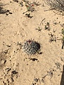 M.grahamii PS107