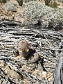 M.dioica BC