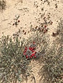 M.grahamii PS107