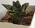 ariocarpus fissuratus PP