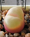 Conophytum_maughanii_6y