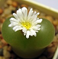 Conophytum_maughanii_6y_fl