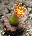 Conophytum_angelicae_tetragonum_2y_fl