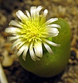 Conophytum_maughanii_armeniacum_CR1228_3y