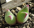 Conophytum_blandum_ARM514_2t