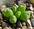 Conophytum_loeschianum