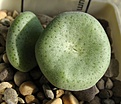 Conophytum_ernstii_3y